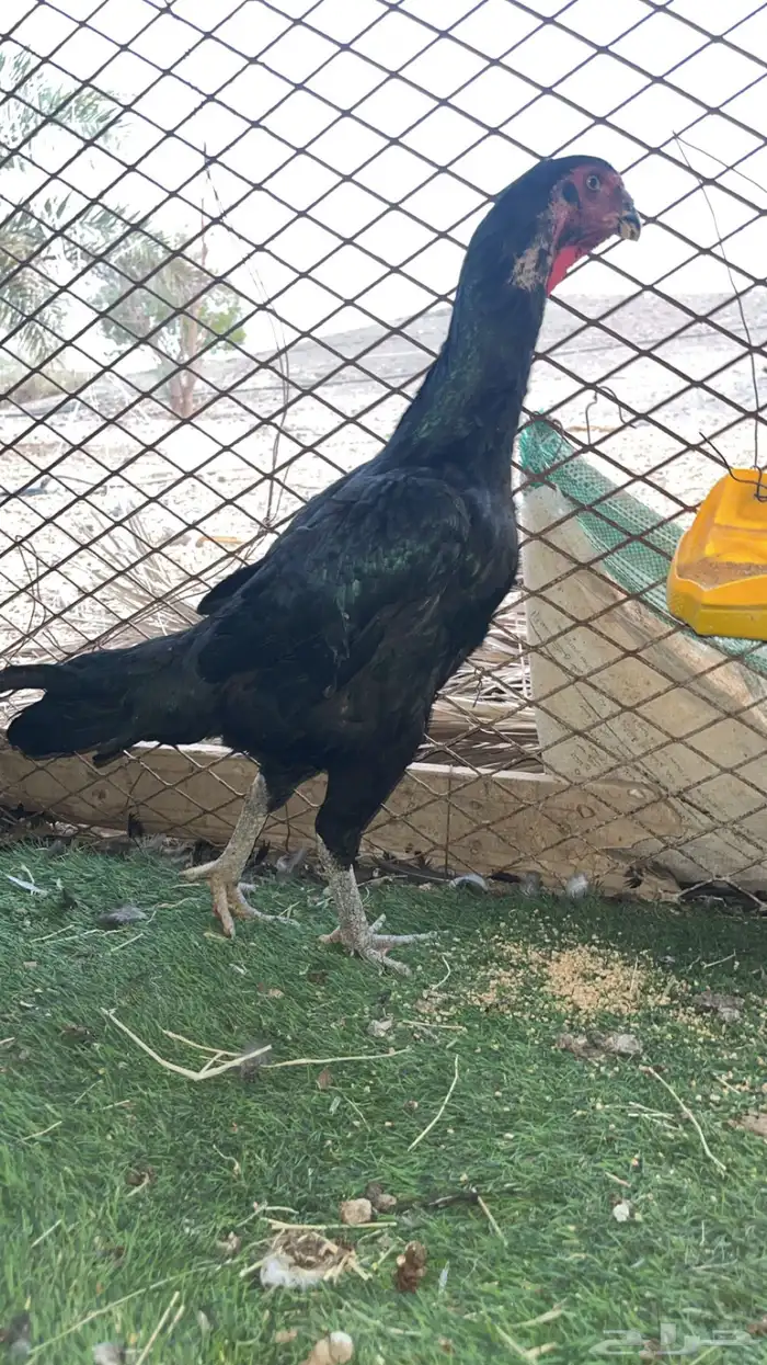 شامو الماني 1