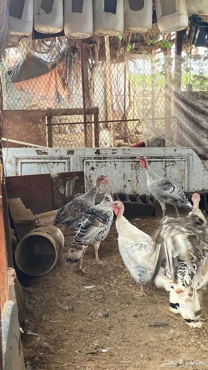 أبوعريش جنوب الشاقة الدهاليه 3