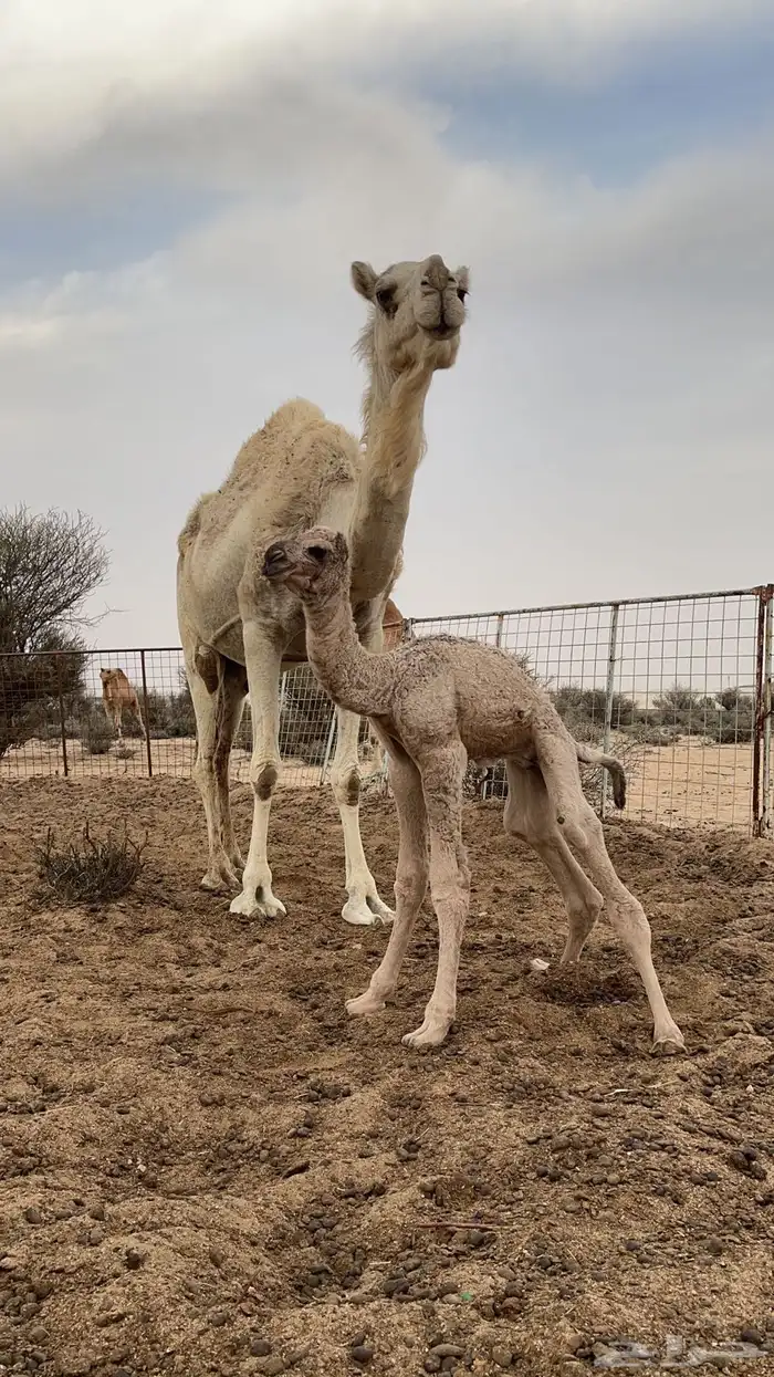 ناقه كفو مموت 1