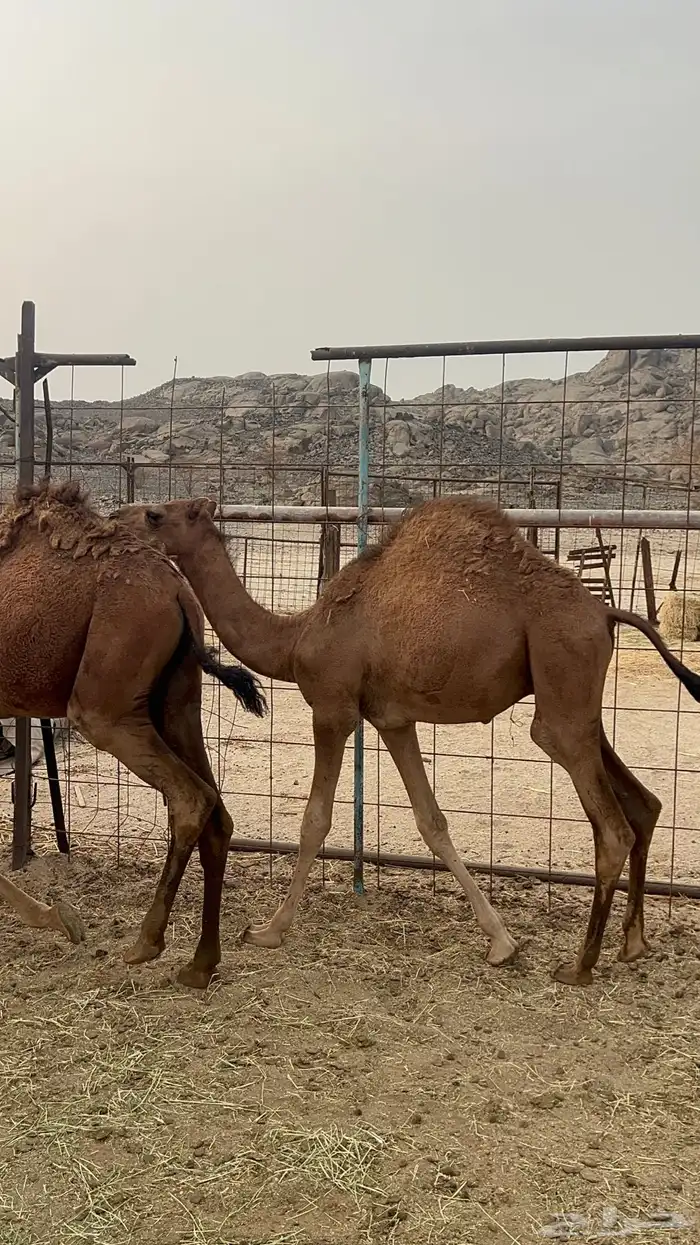 قعدان للبيع 0