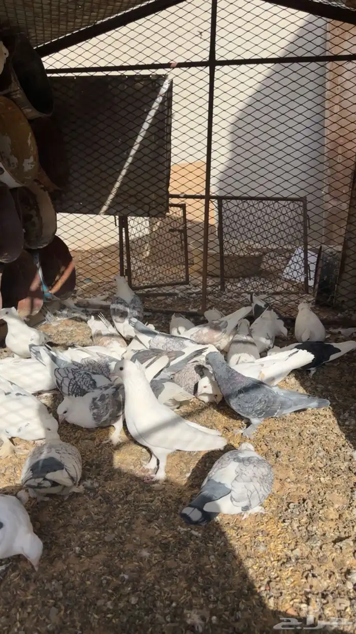 حمام حب رمان وايراني 1