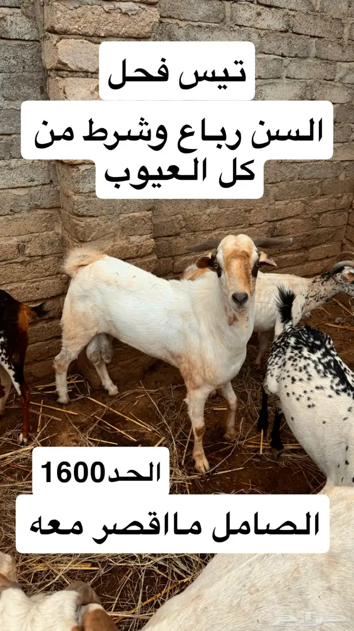 تيس و نعجه 0