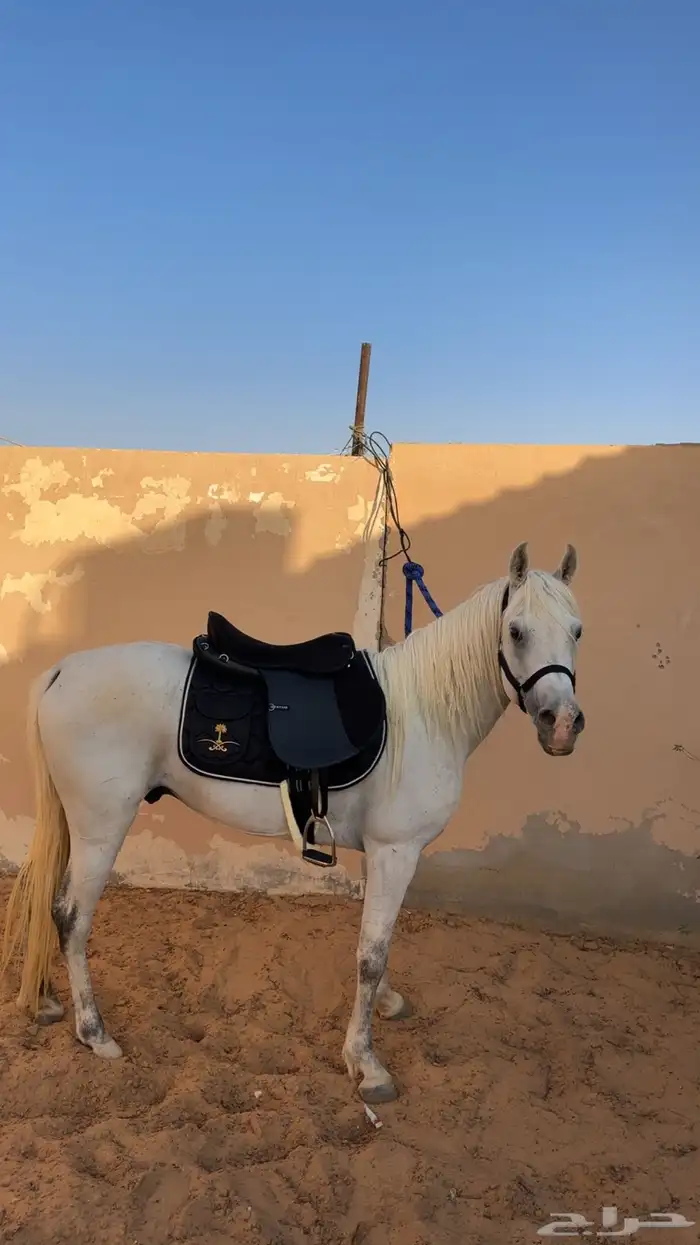 حصان شعبي عربي اصفر 4