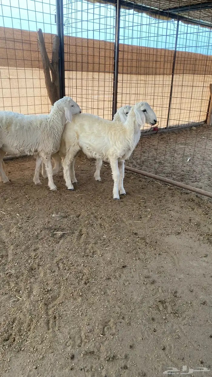 طليان ذبايح للبيع 2