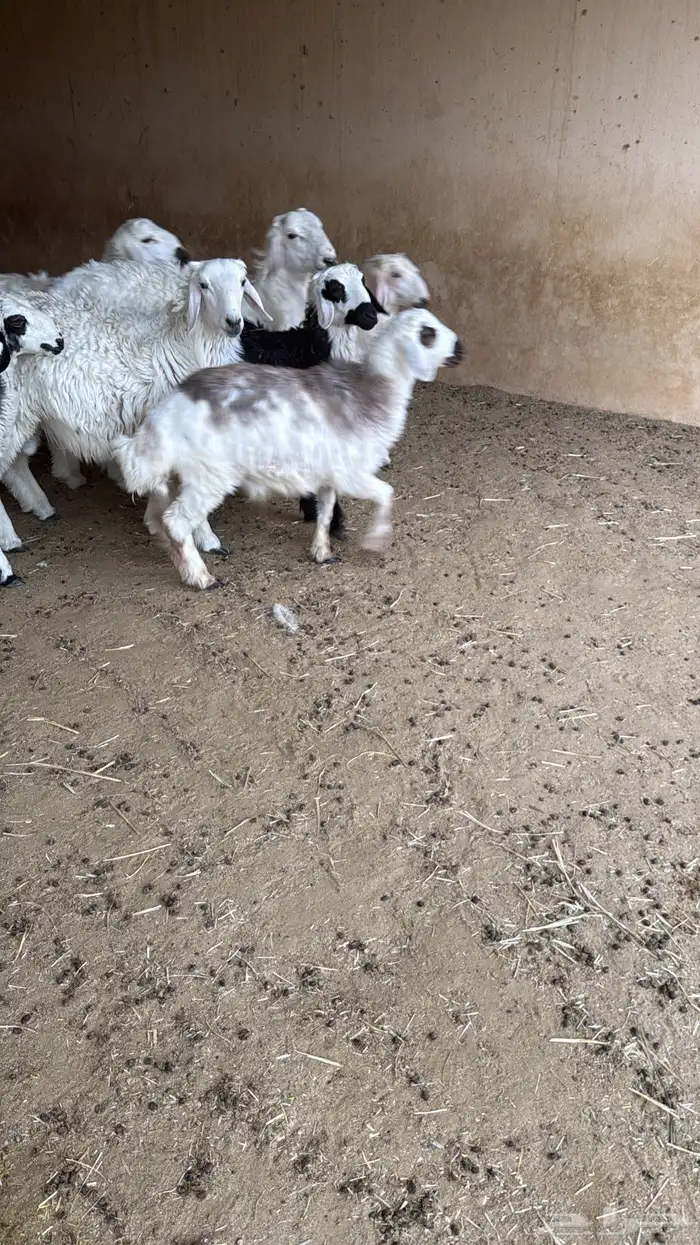 خرفان من ست شهور وفوق 3