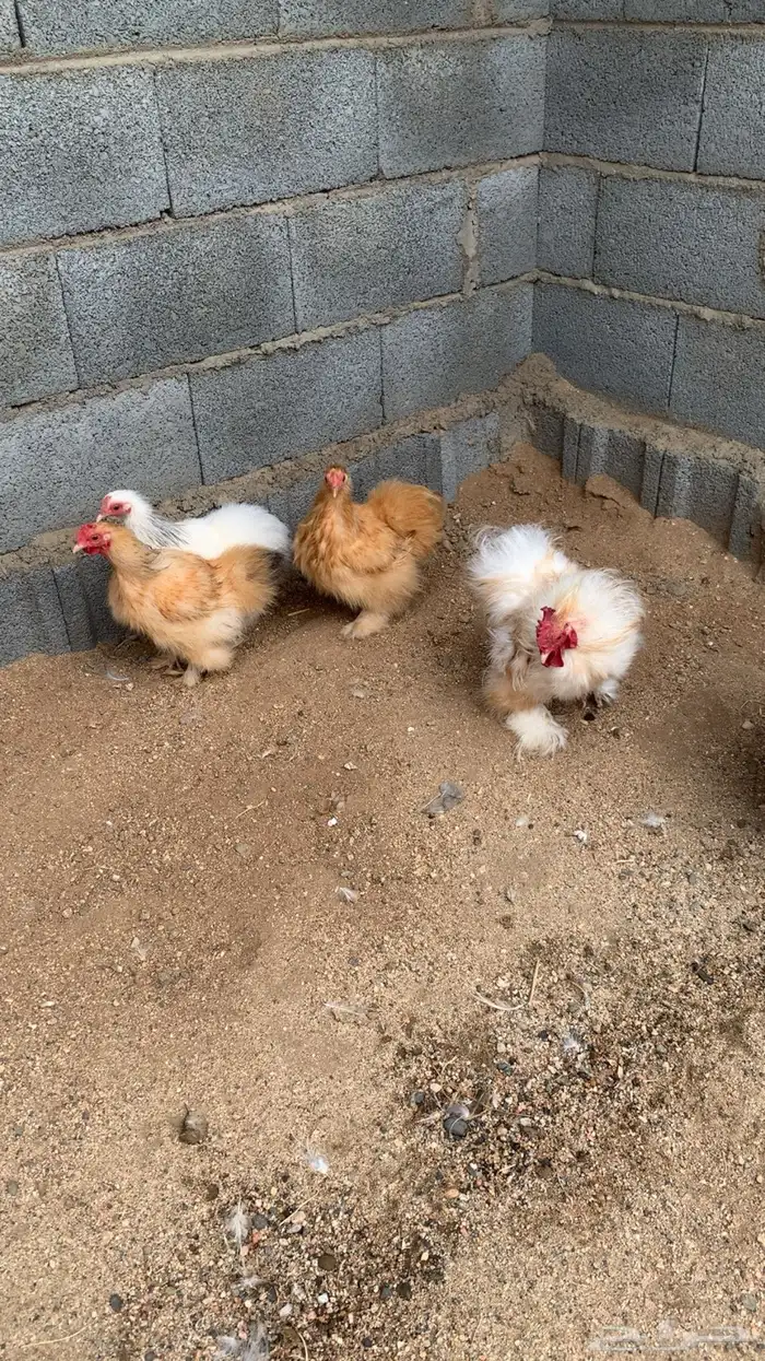 طقم دجاج كوشن قزم قطني 1