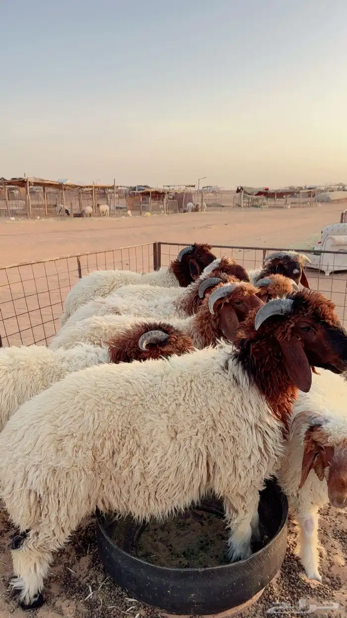 خرفان نعيم ذبايح ( بريدة) 1