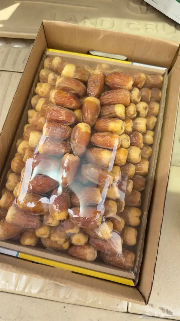 صقعي معرم مطوق فاخر وزن 6 كيلو 0