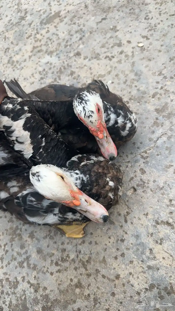 بطى اثنين اناثي وذكر 1