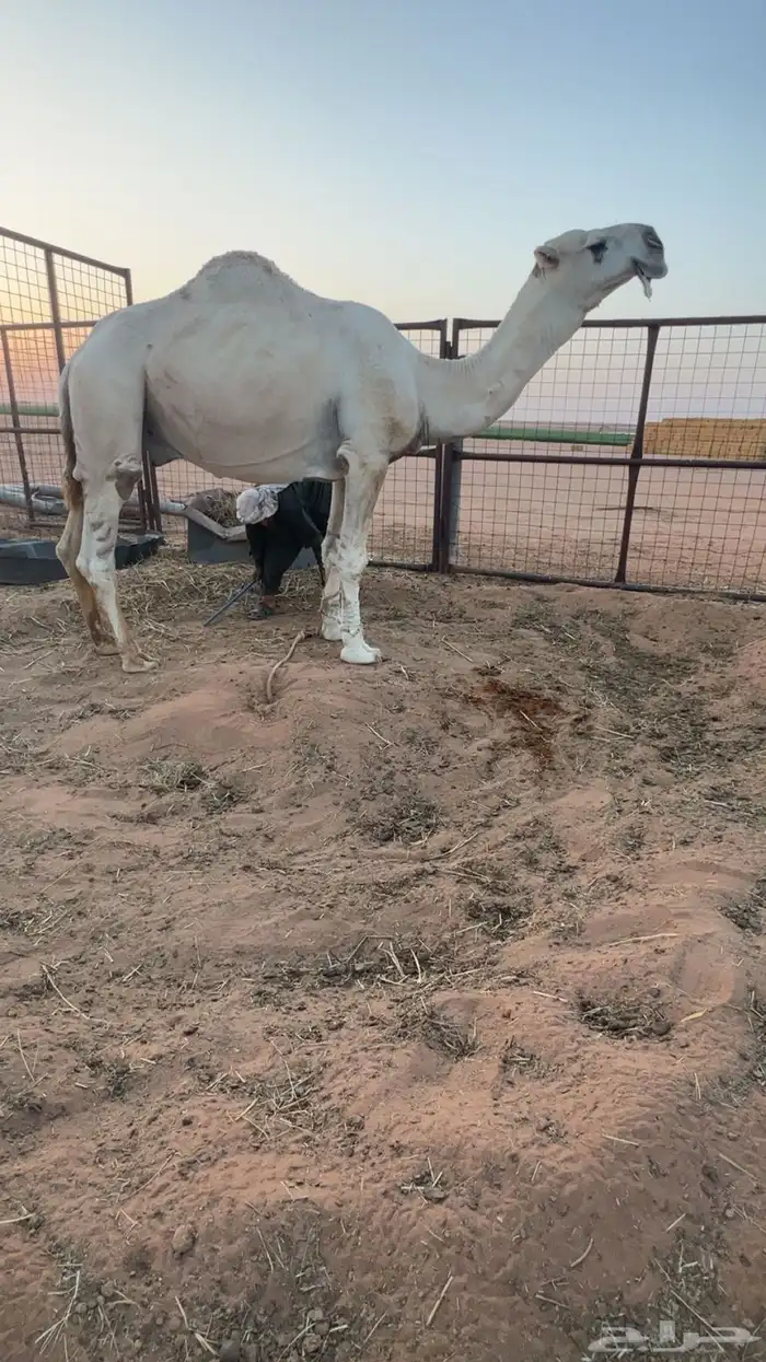 فحول وقعدان جميع السلالات 0