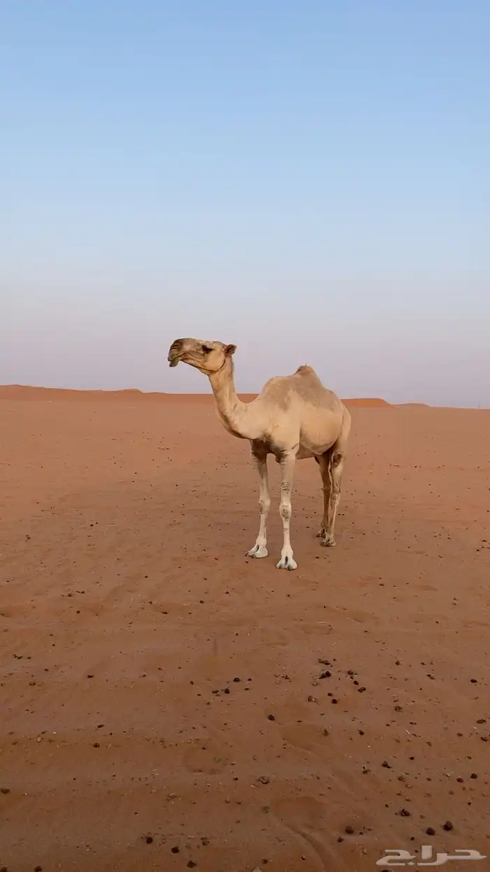 ظريبه شقحاء طيبه وفوق البداوه 1