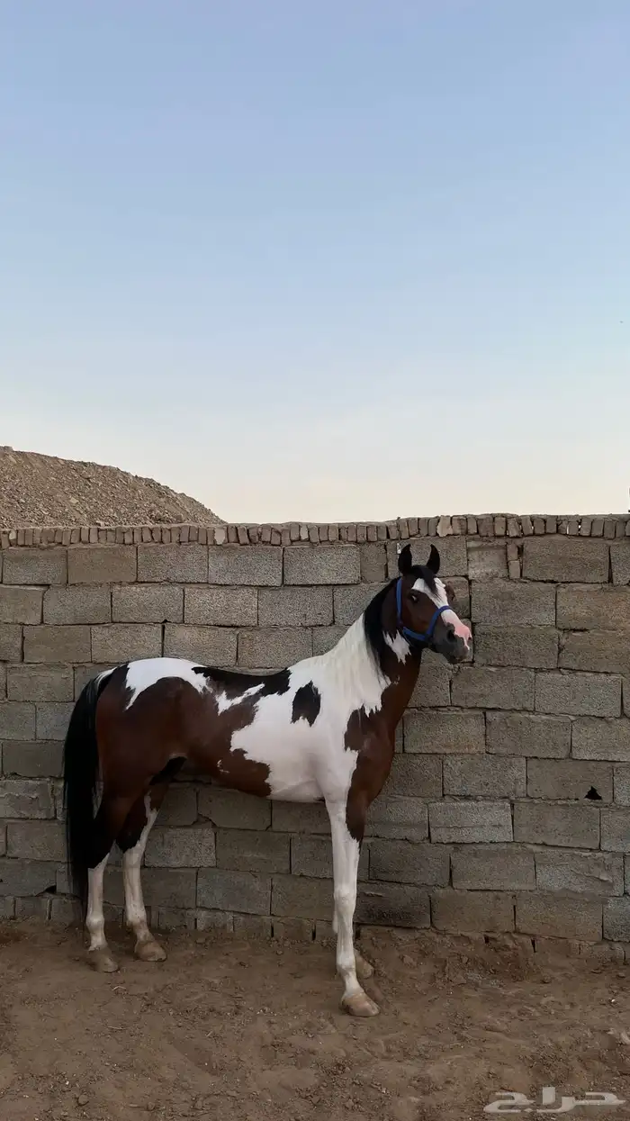 حصان ملون هندي 1