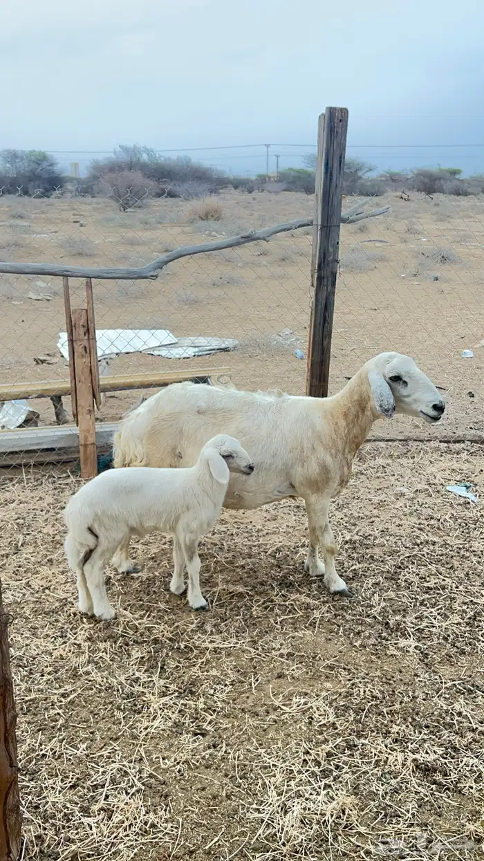 نعجه حري ولولد للبيع (تم البيع) 1