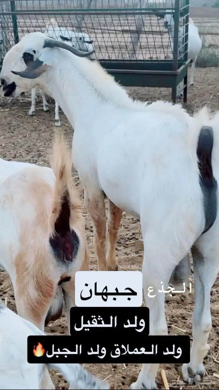 مشروع فحل بيشي صنف 5