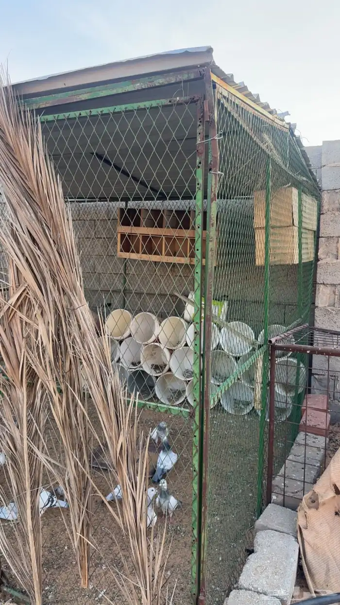 عشه شبك حمام 2