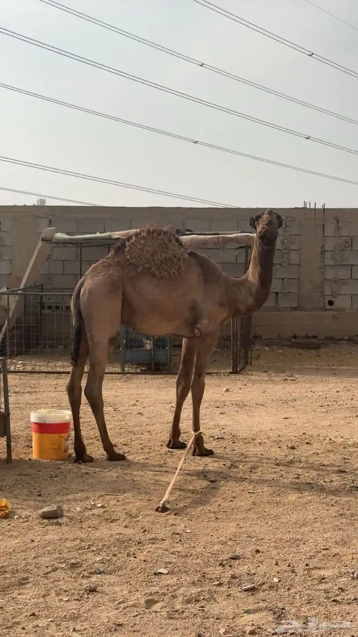 قعود لباني 0