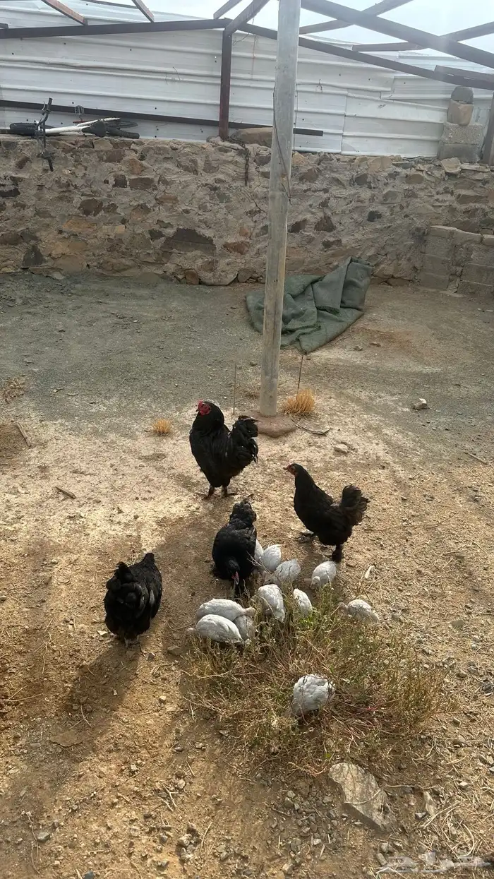 دجاج براهما 5
