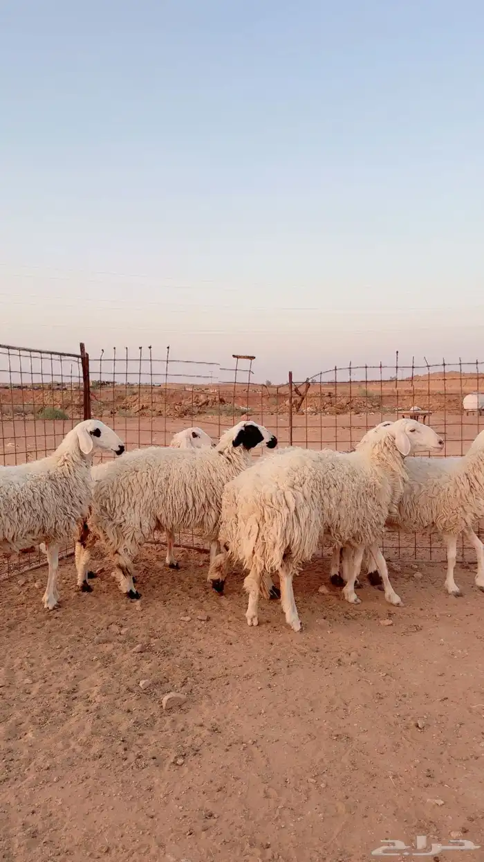 جذعات وثنية دفيع العدد 7 ( بريدة) 0