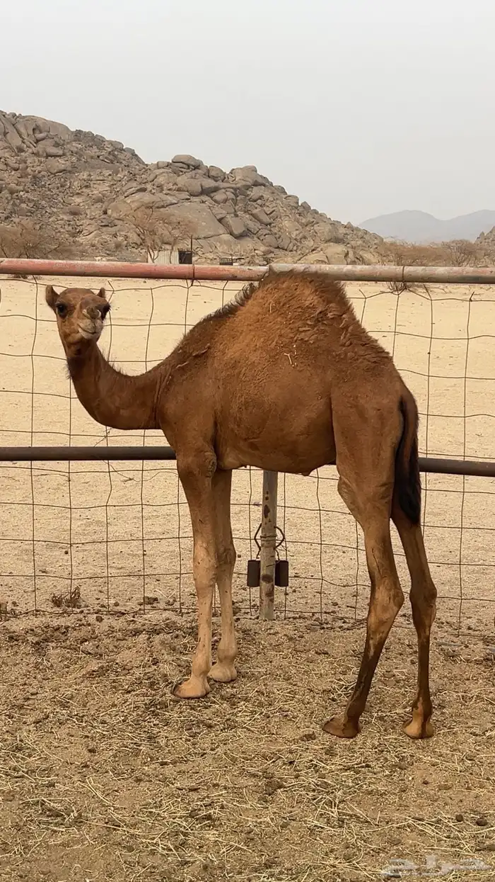 قعدان للبيع 4