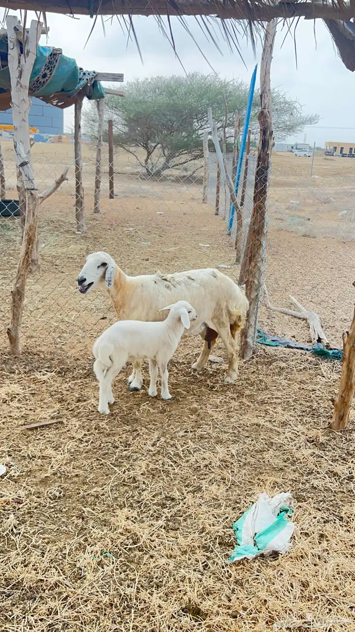 نعجه حري ولولد للبيع (تم البيع) 0