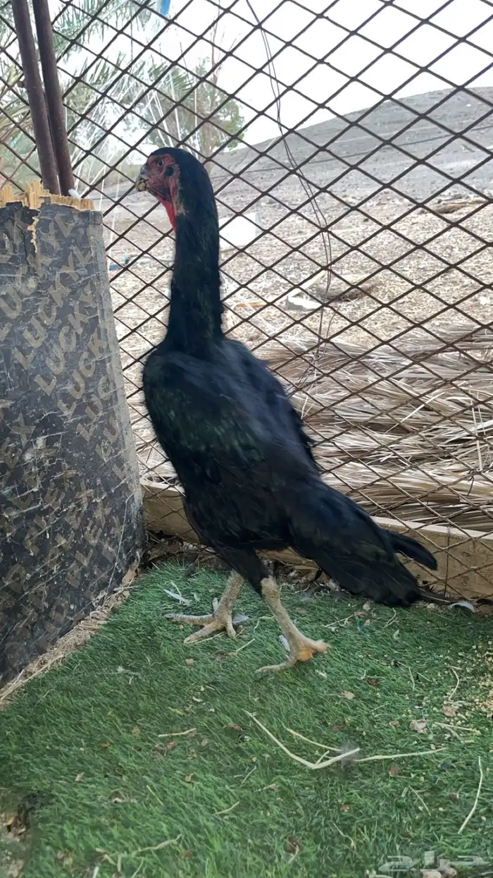 شامو الماني 0