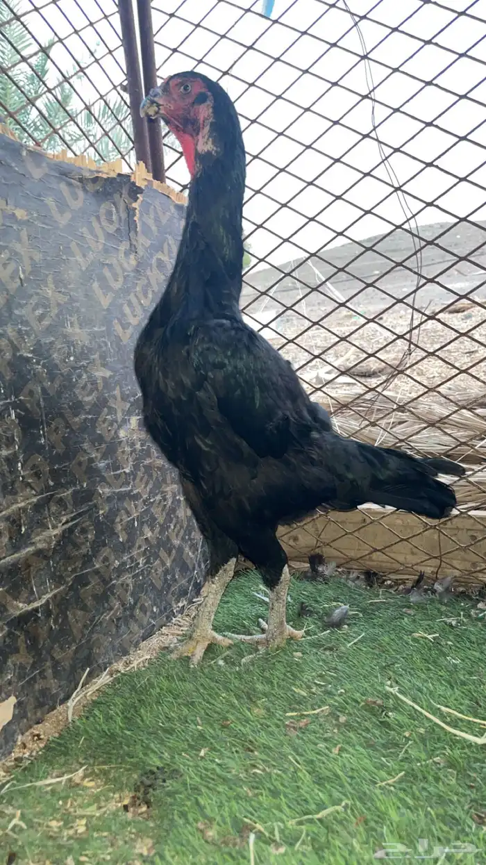 شامو الماني 2