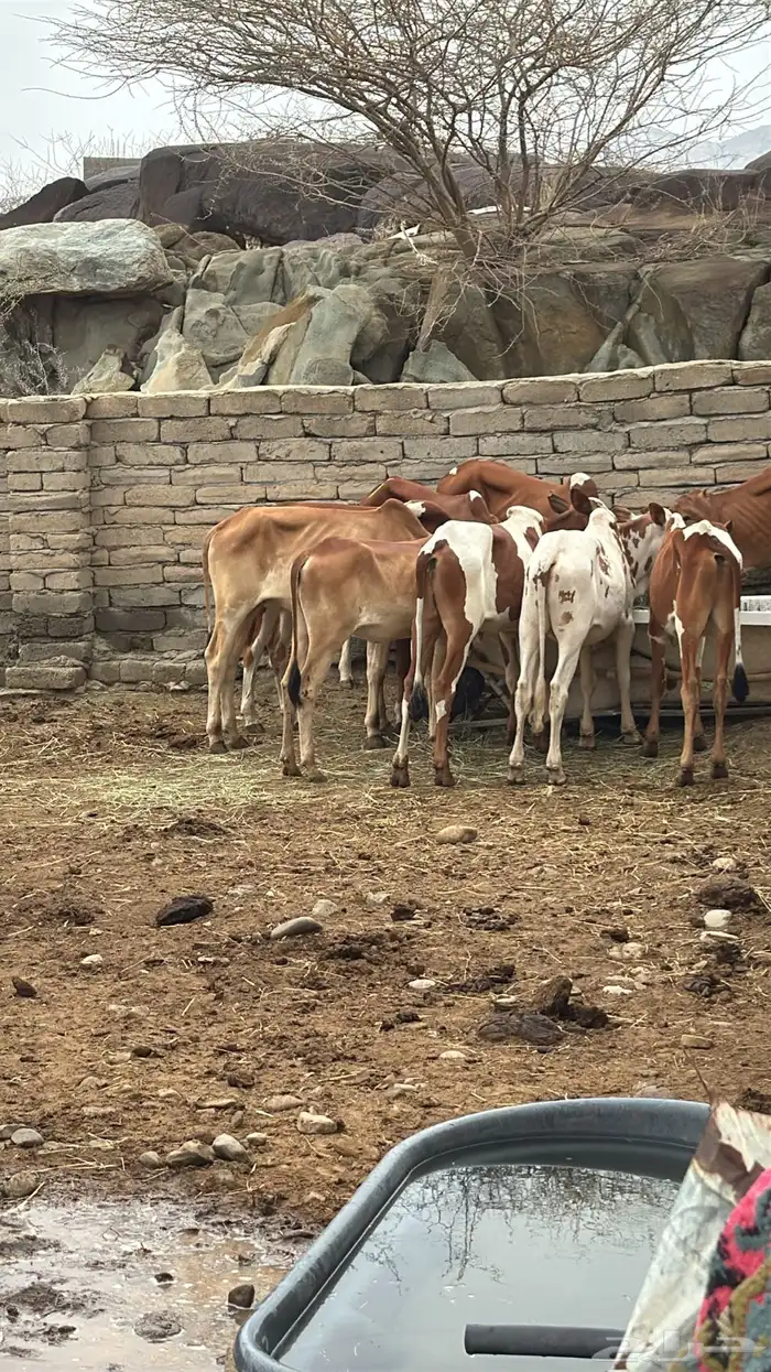 عجول بلدي   انتاج محلي 0