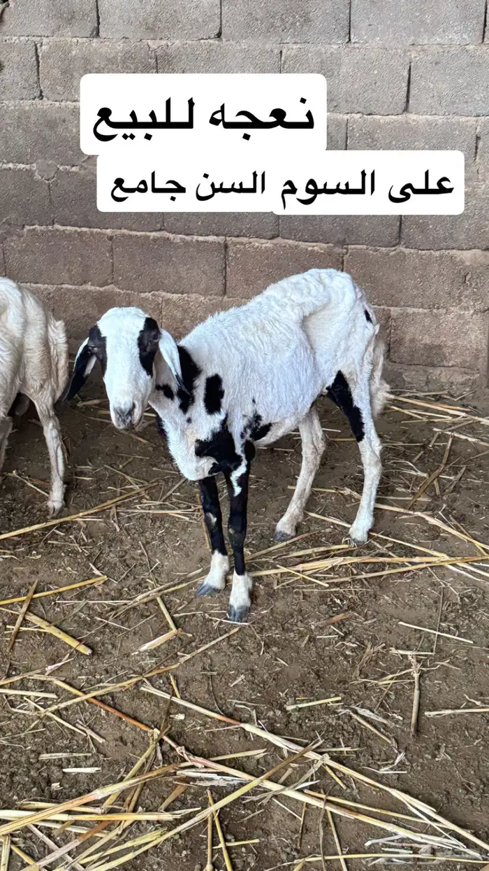 تيس و نعجه 1
