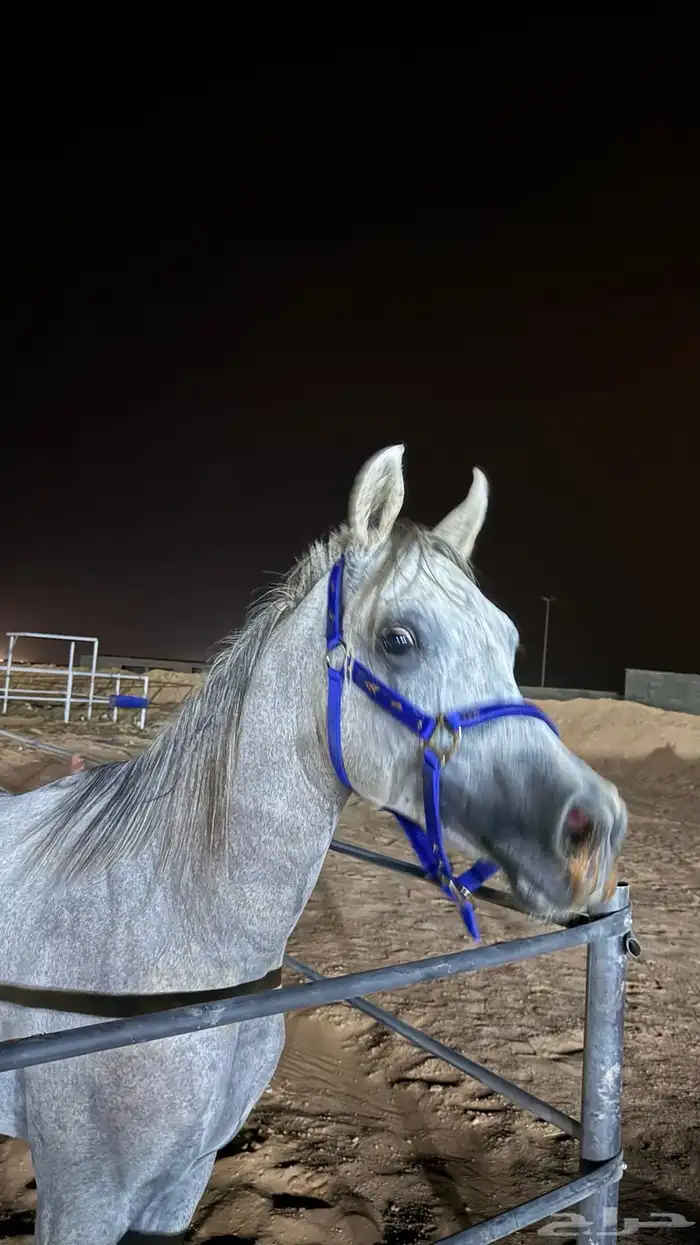 مهر شعبي جمال للبيع 0