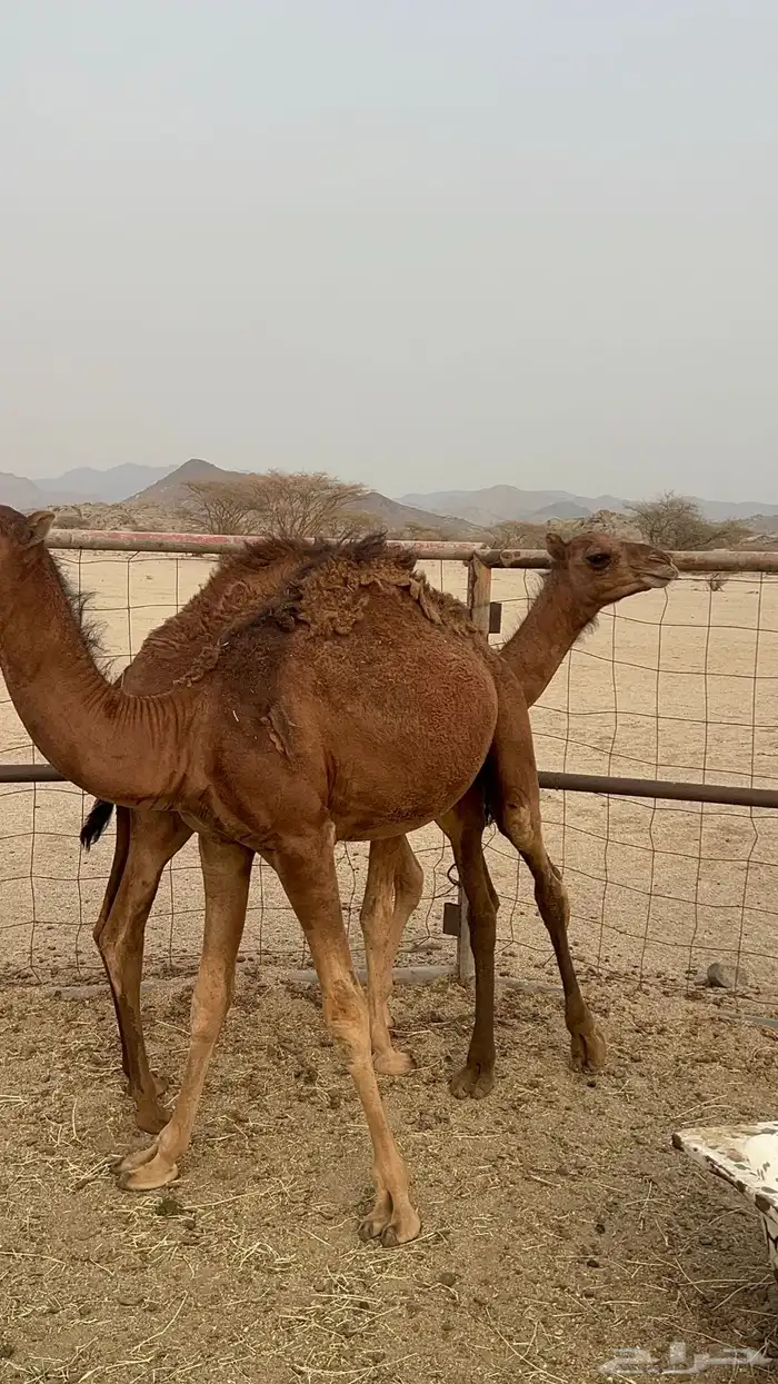 قعدان للبيع 7