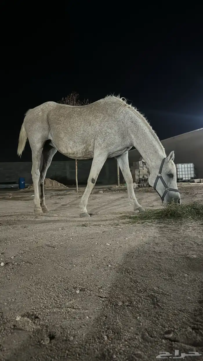 فرس شعبيه لقاح 2