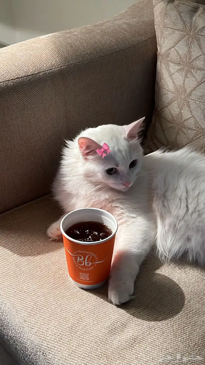 طالبه تزاوج 0