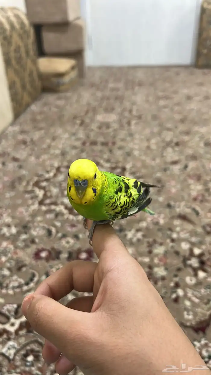 عصفور بادجي ذكر اليف يقبل المسح ع كل الجسم 1