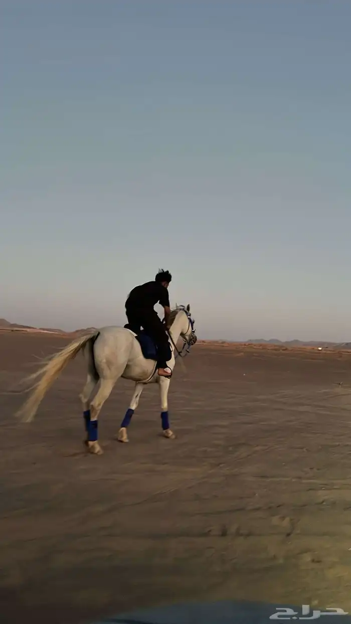 حصان شعبي 2