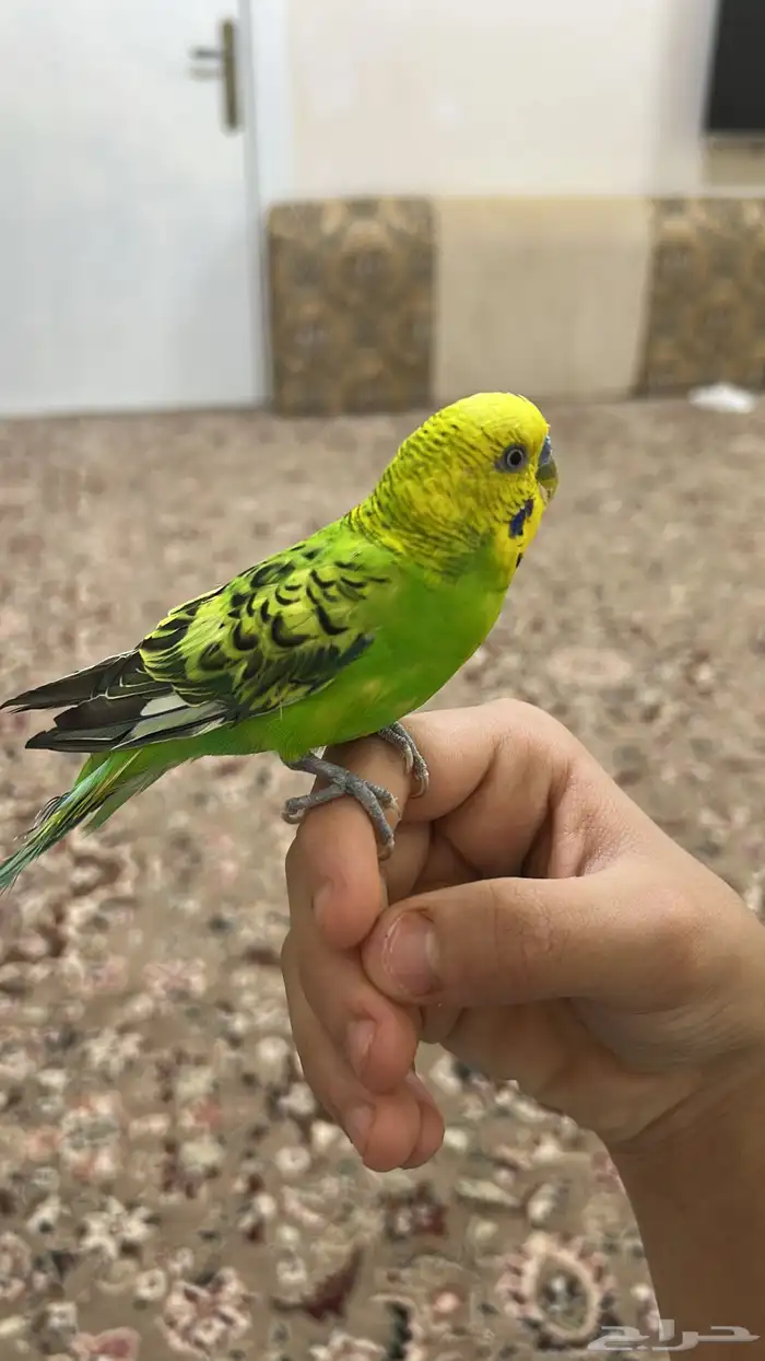 عصفور بادجي ذكر اليف يقبل المسح ع كل الجسم 2
