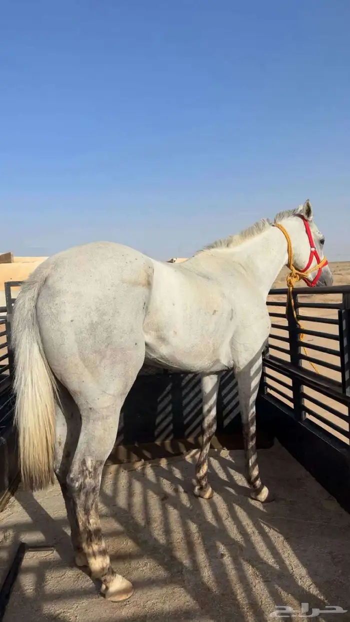 فرس مشروكه 0