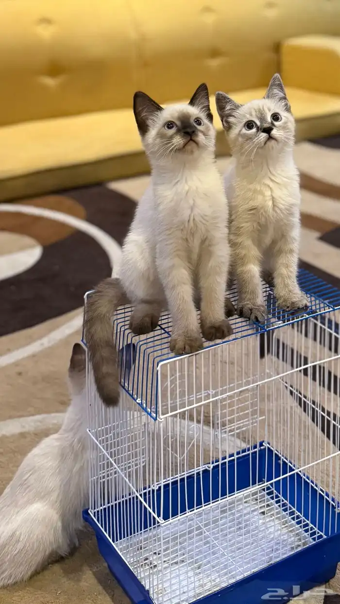قطط للبيع عاجل 3