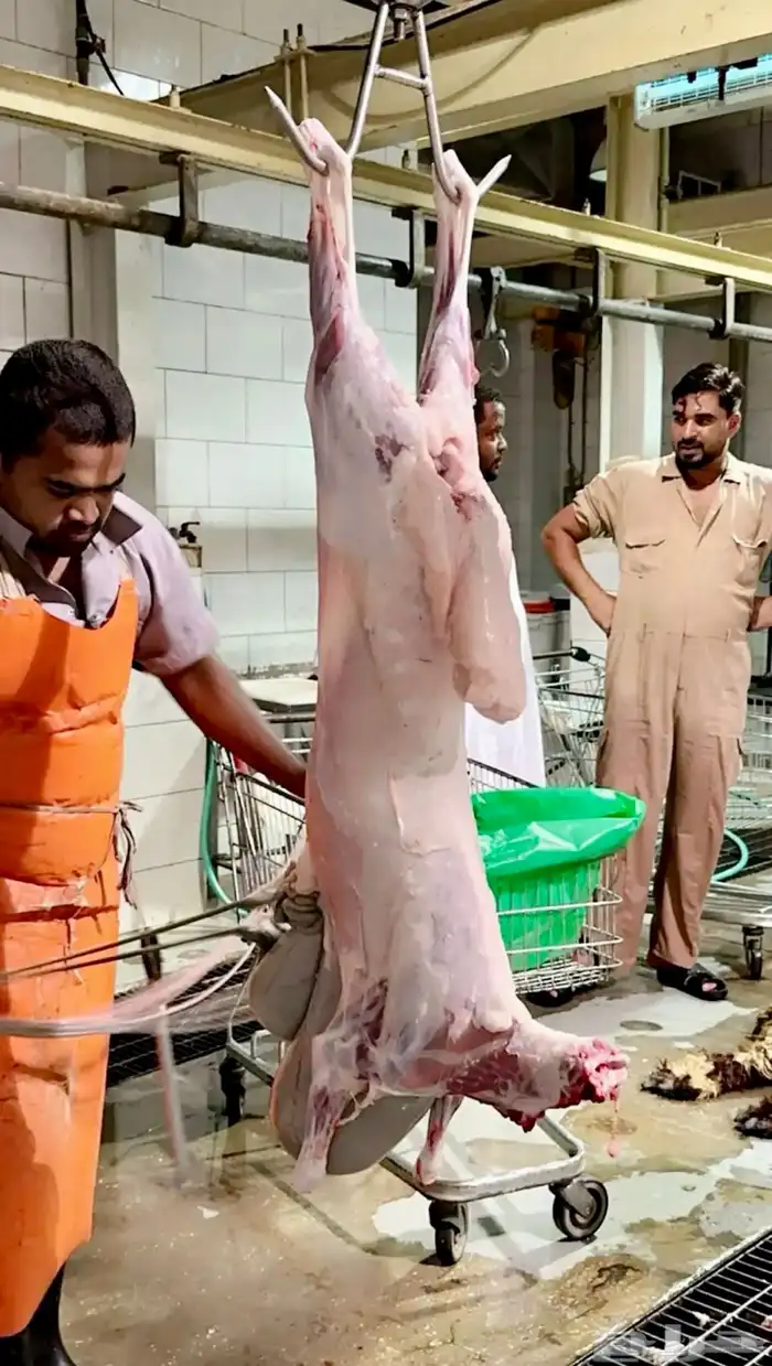 ذبايح حري ( هرافى زبدة ) يتوفر تابي و تمارا 7