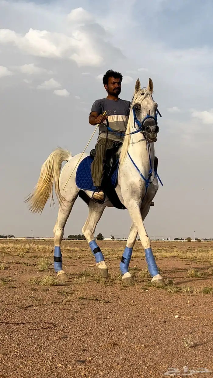 حصان واهو مصري بيور 0