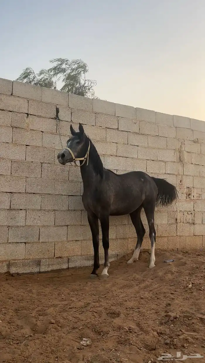 للبيع مهرة واهو فاخرة 0