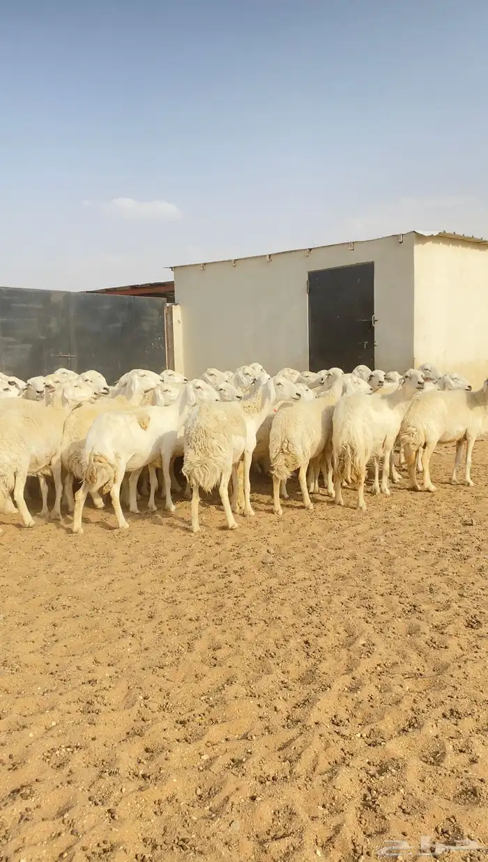 غنم حريات حرش مراح واحد 150 بفحولها 2 ت 32 بهم( تم البيع ) 7