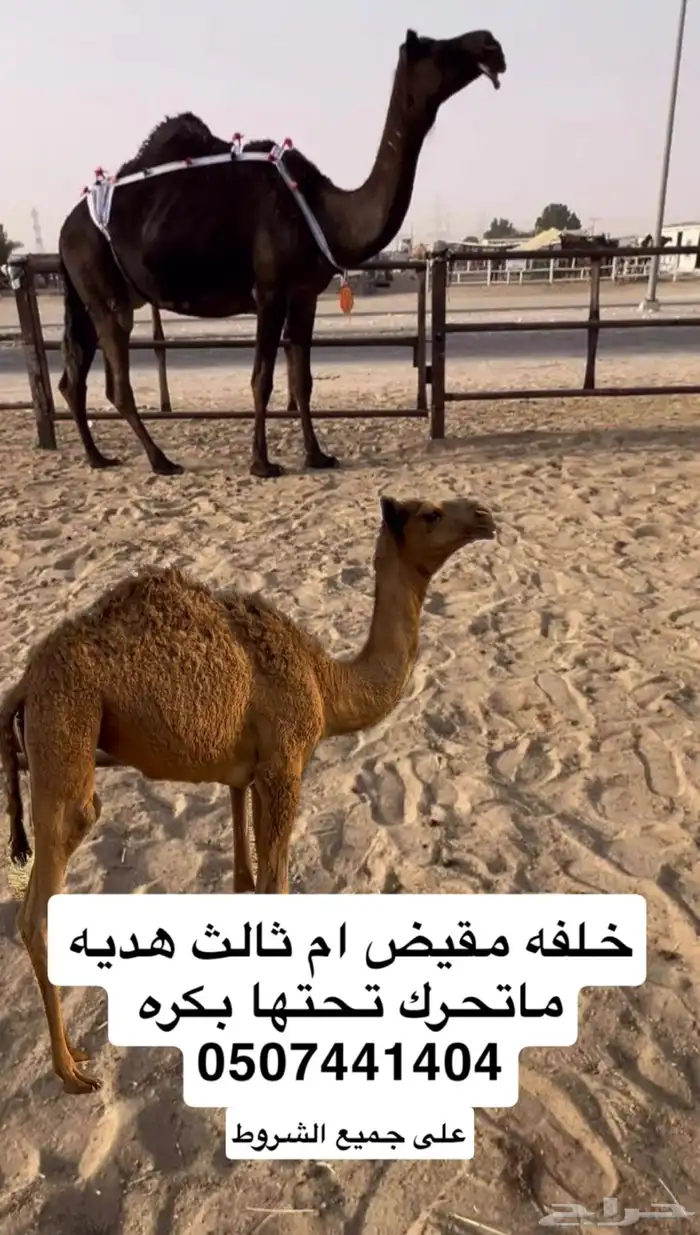 للبيع خلفه مقيض 0