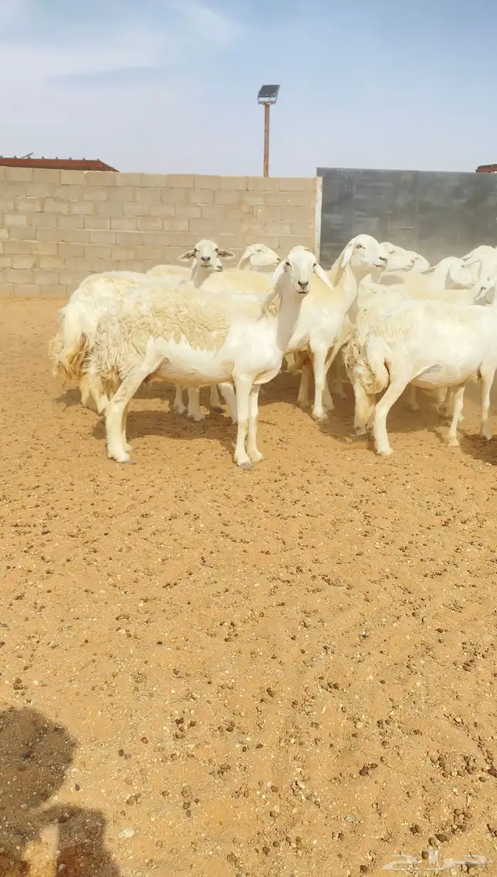 غنم حريات حرش مراح واحد 150 بفحولها 2 ت 32 بهم( تم البيع ) 1
