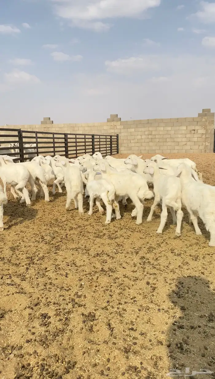 غنم حريات حرش مراح واحد 150 بفحولها 2 ت 32 بهم( تم البيع ) 12