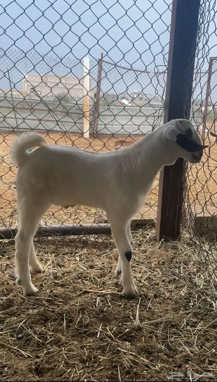 مشروع فحل بيشي صنف 1