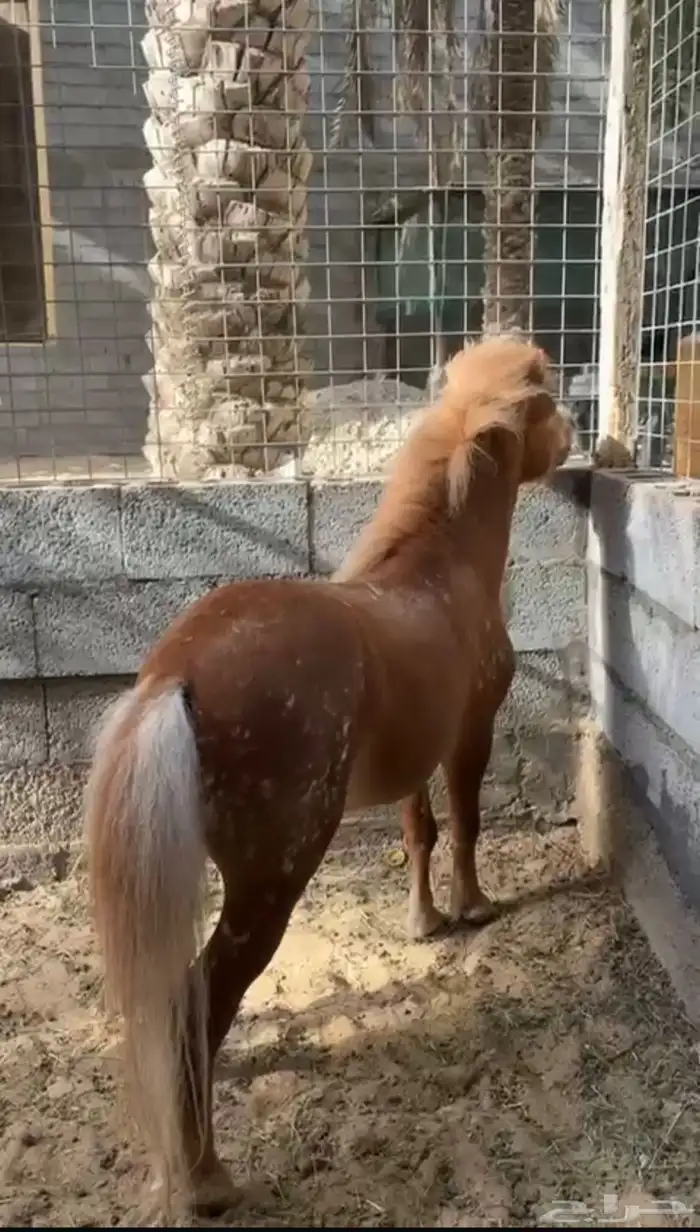 للبيع سيسي فحل 0