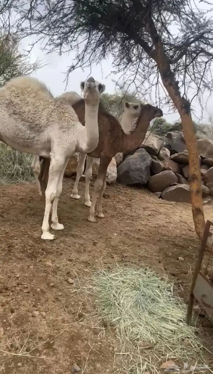 3قعدان 1