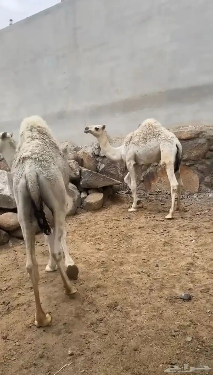 3قعدان 5