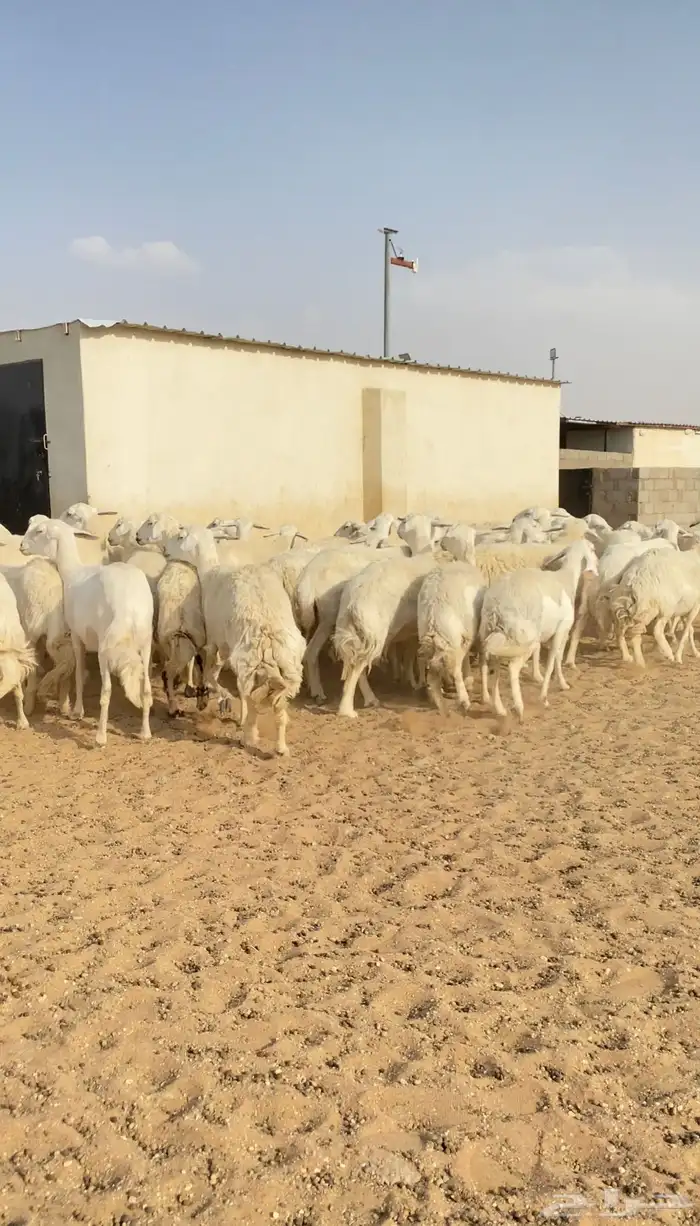 غنم حريات حرش مراح واحد 150 بفحولها 2 ت 32 بهم( تم البيع ) 15