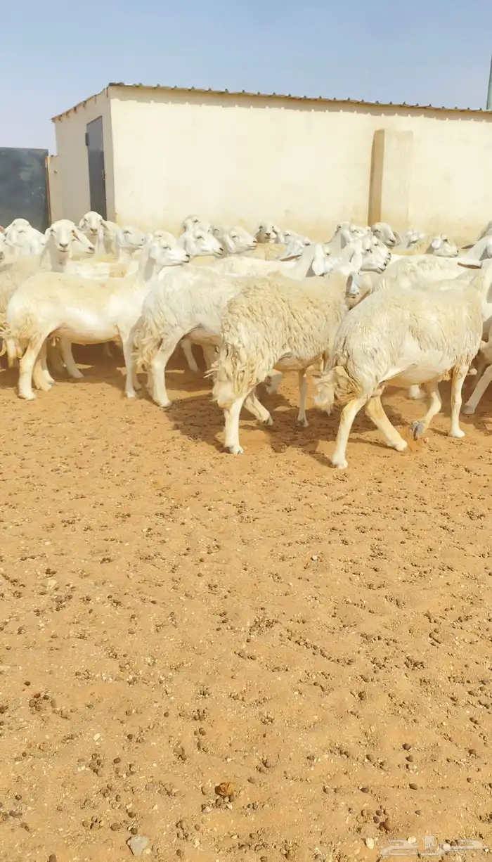 غنم حريات حرش مراح واحد 150 بفحولها 2 ت 32 بهم( تم البيع ) 19